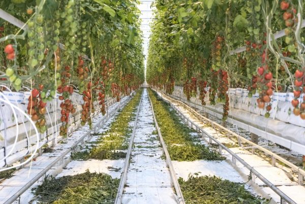 Agritech