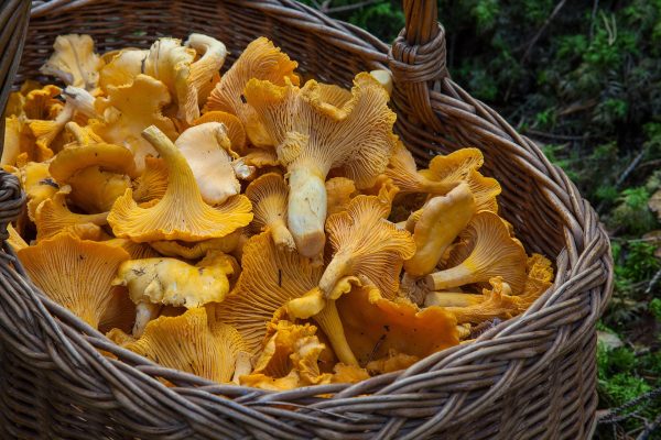 MUSHROOMS