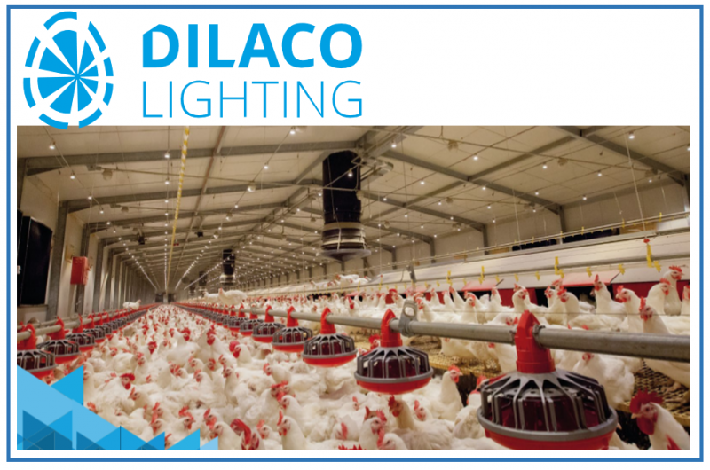 DILACO LIGHTING- AGRICULTURAL LIGHTING SOLUTIONS FOR POULTRY
