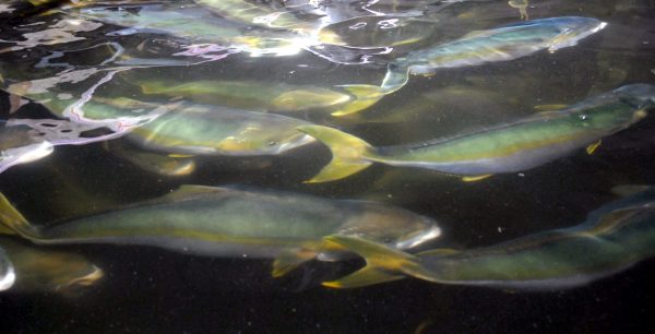FISH