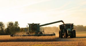 Wheat & Soy