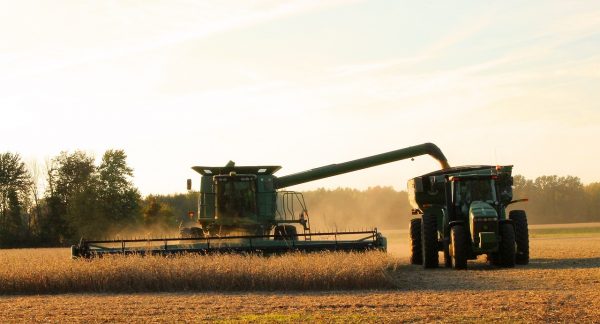 Wheat & Soy