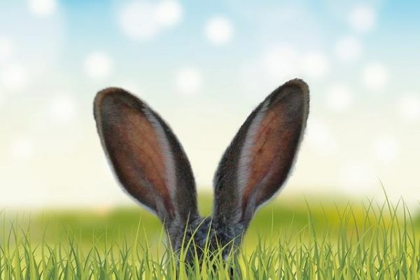 my-rabbit.eu