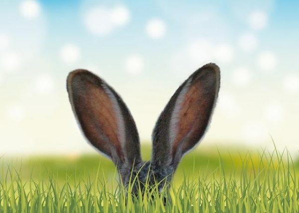 my-rabbit.eu